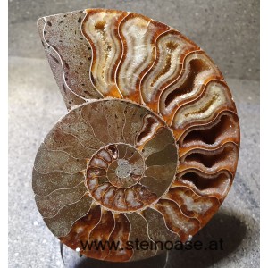 Ammoniten Paar Nr.3